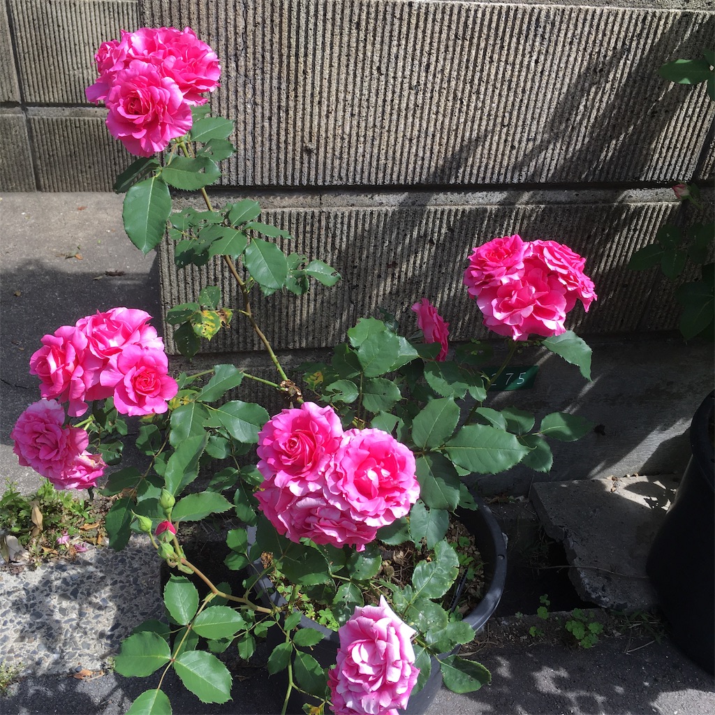 f:id:rotling:20190516125824j:image