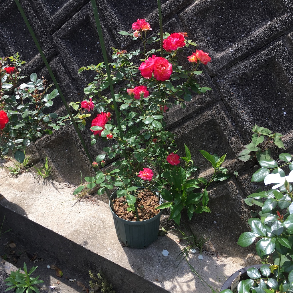 f:id:rotling:20190516125835j:image