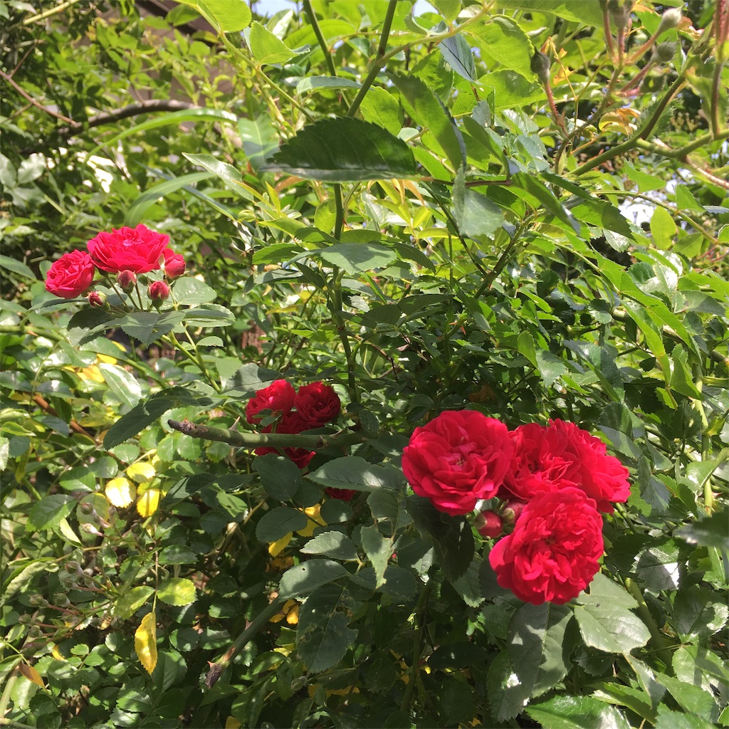 f:id:rotling:20190516130536j:image