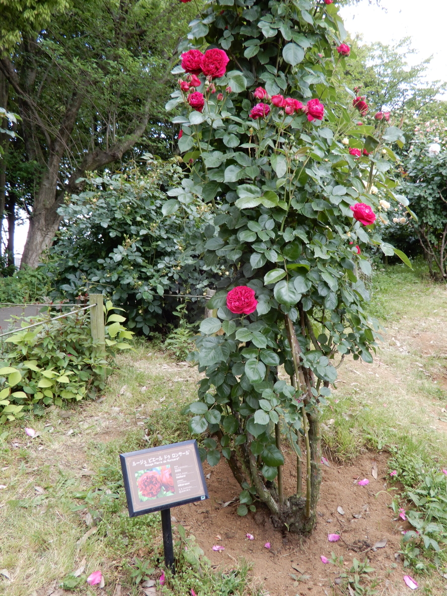 f:id:rotling:20190519121156j:plain