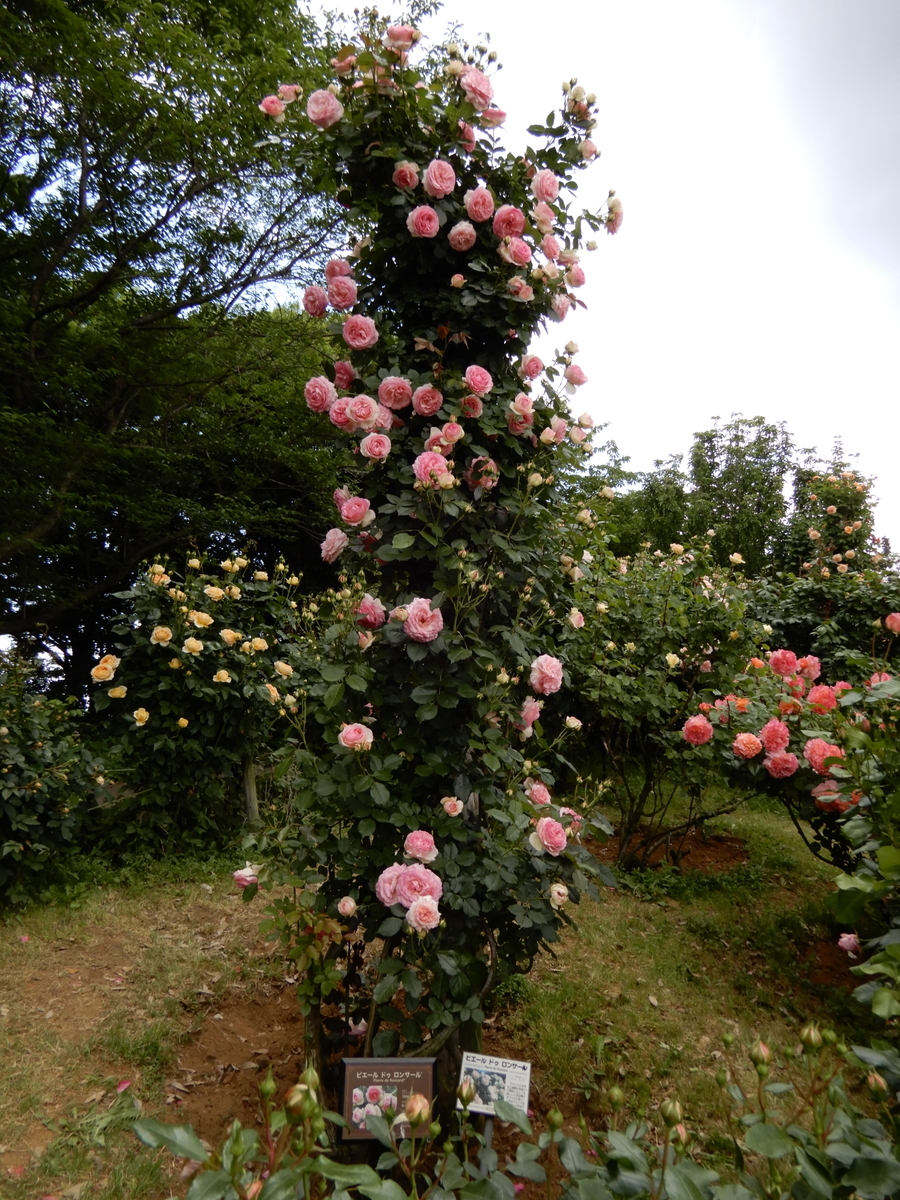 f:id:rotling:20190519121214j:plain