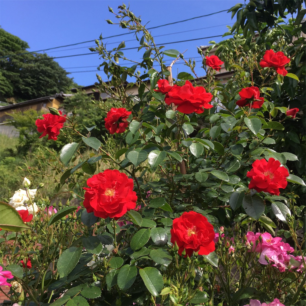 f:id:rotling:20190607092521j:image