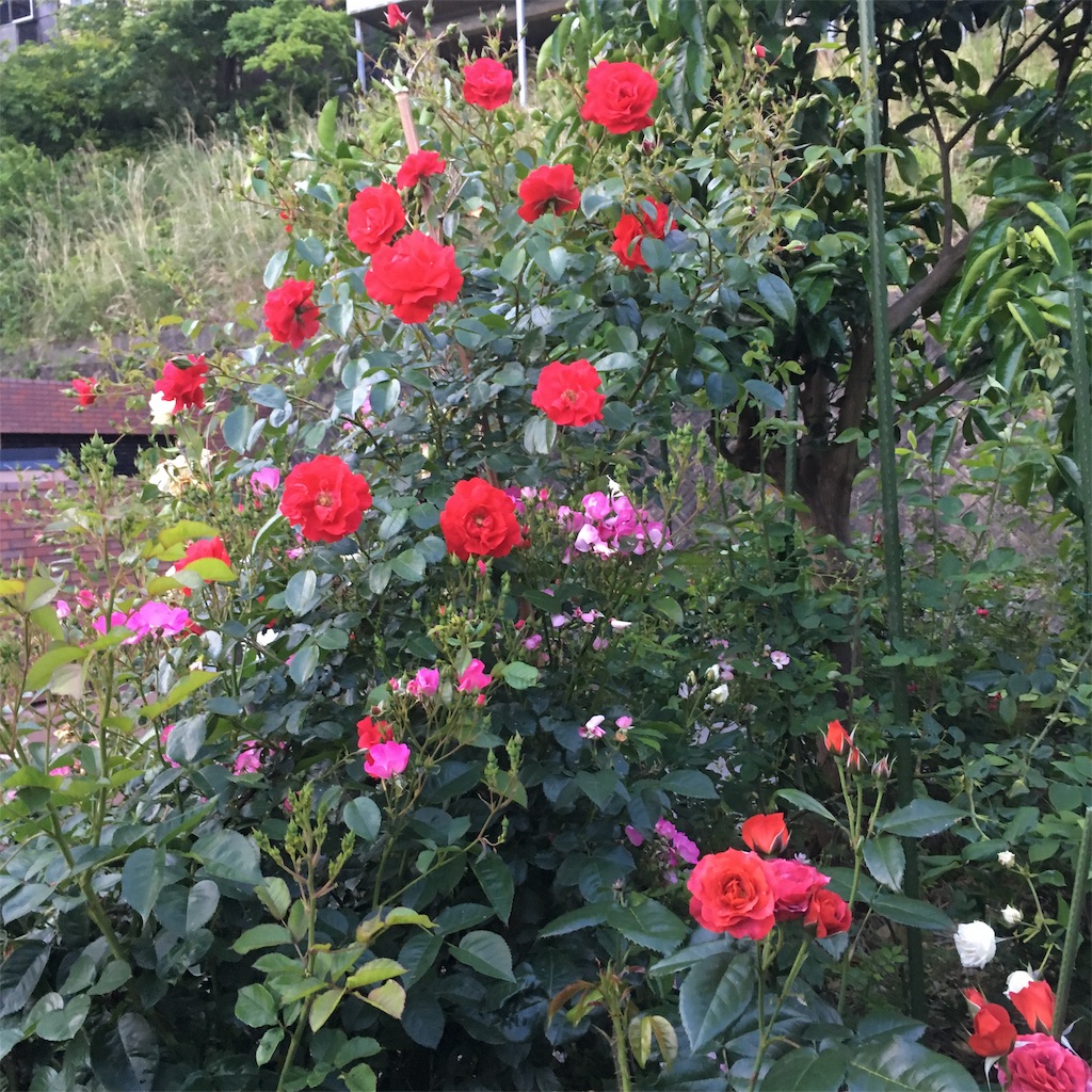 f:id:rotling:20190607092524j:image