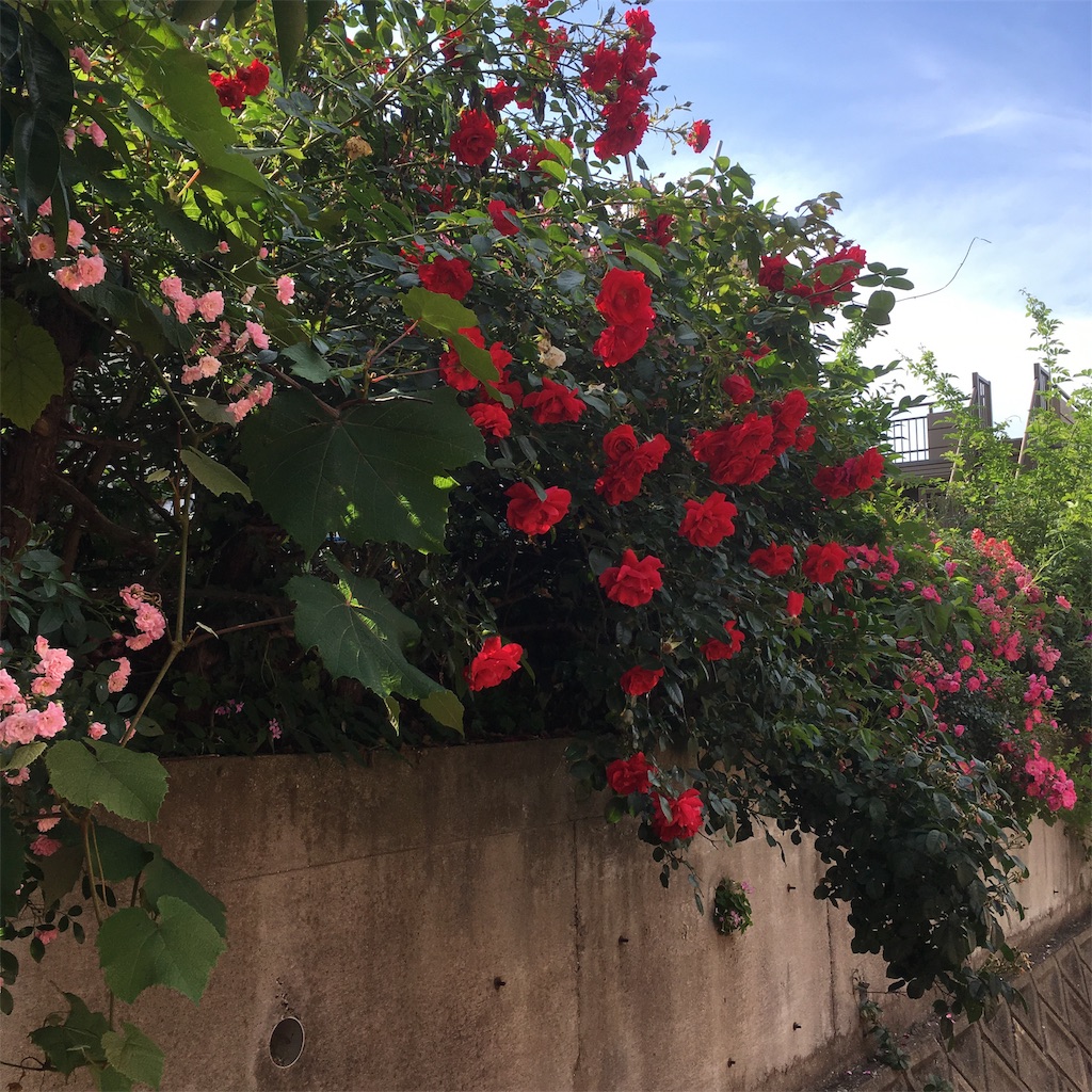 f:id:rotling:20190607092527j:image