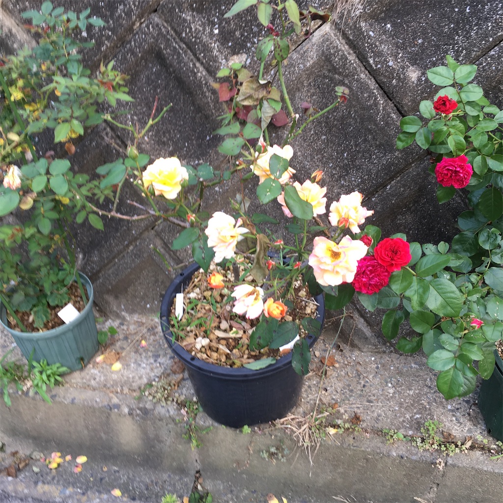 f:id:rotling:20190621182313j:image