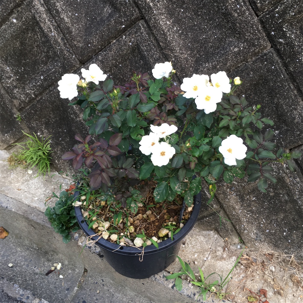 f:id:rotling:20190621182316j:image