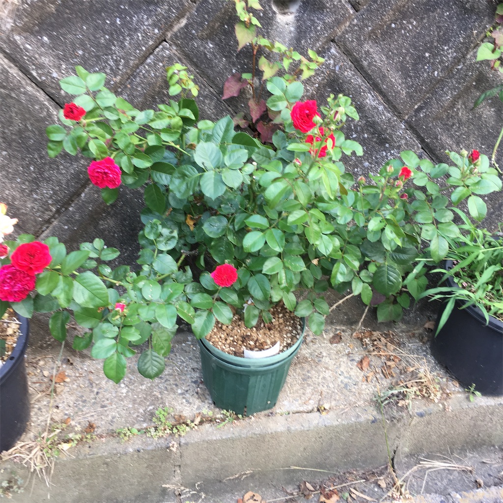f:id:rotling:20190621182319j:image