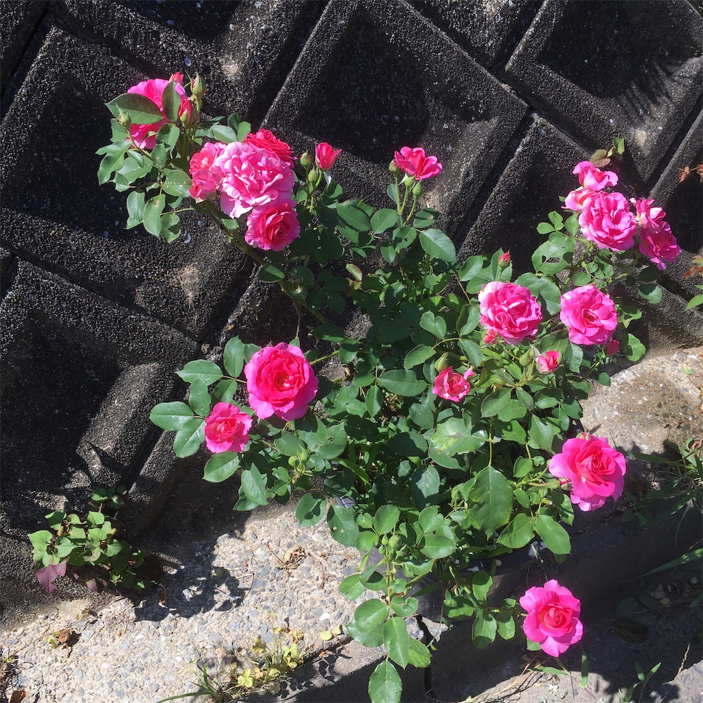 f:id:rotling:20190624212357j:image