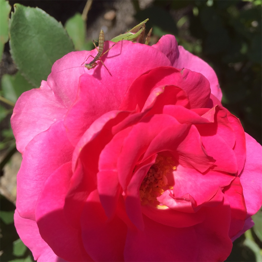 f:id:rotling:20190624212406j:image