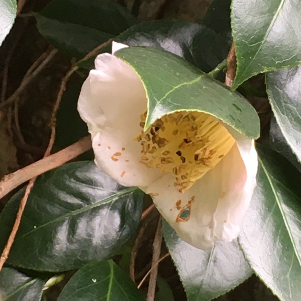 f:id:rotling:20191103102129j:image