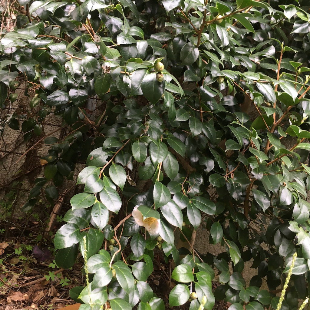 f:id:rotling:20191103102133j:image