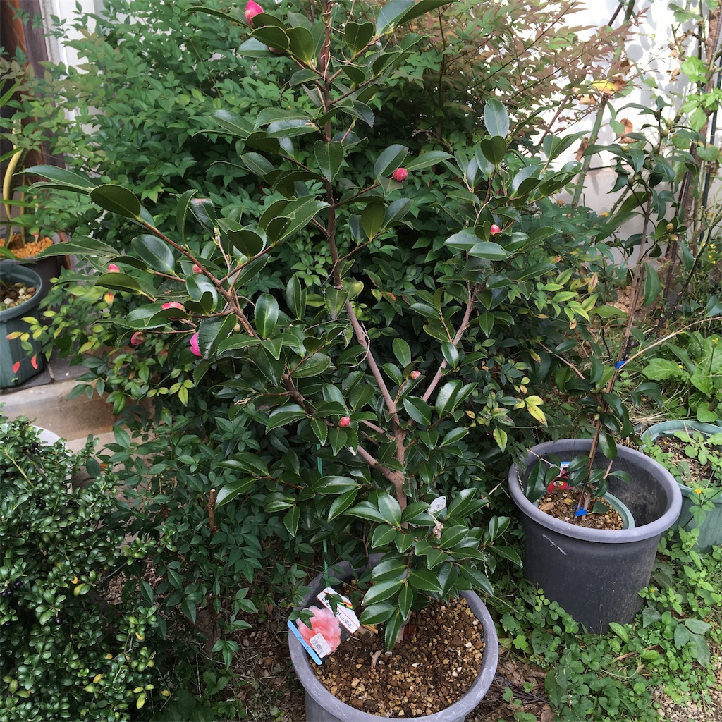 f:id:rotling:20191104133913j:image