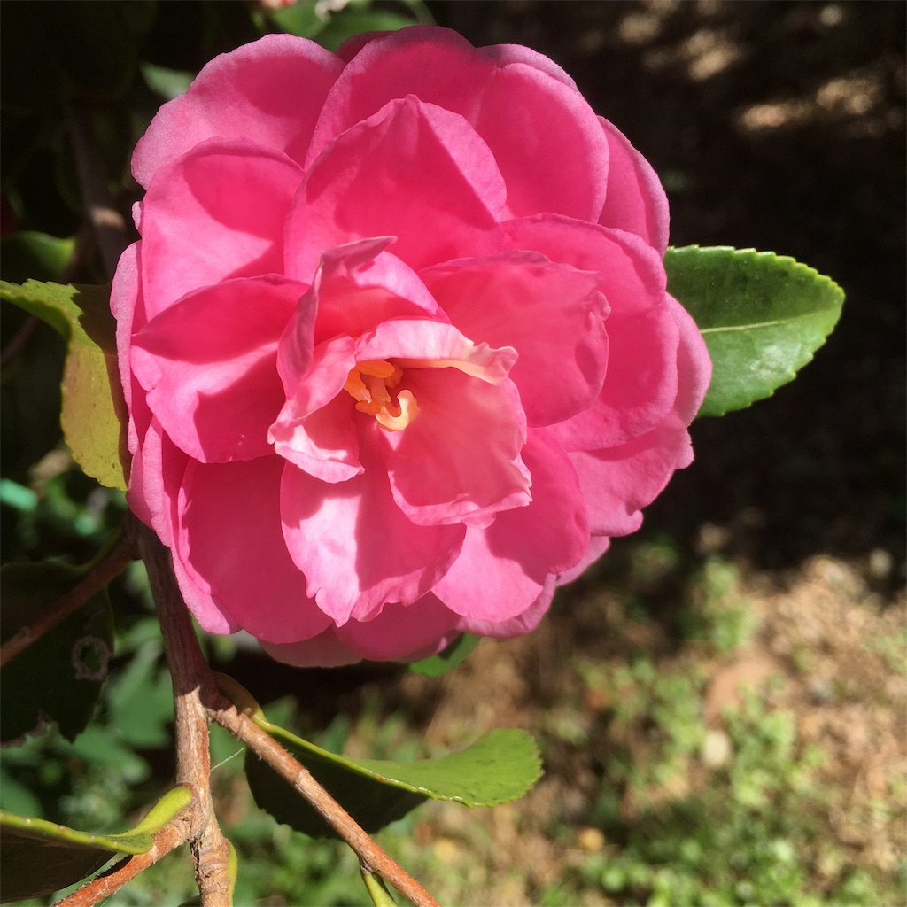 f:id:rotling:20191105115002j:image