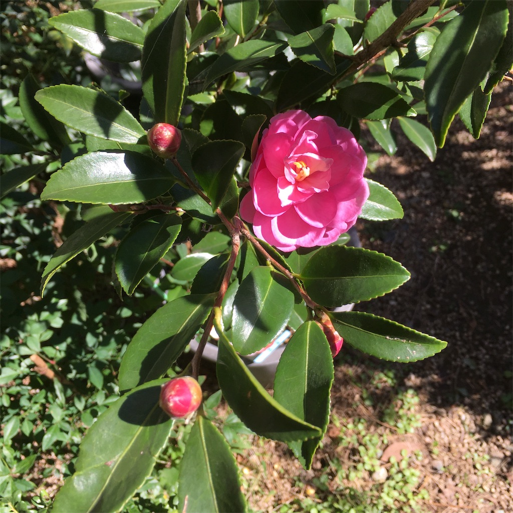 f:id:rotling:20191105115025j:image