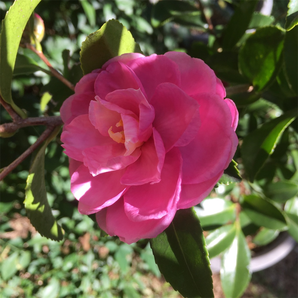 f:id:rotling:20191105115029j:image