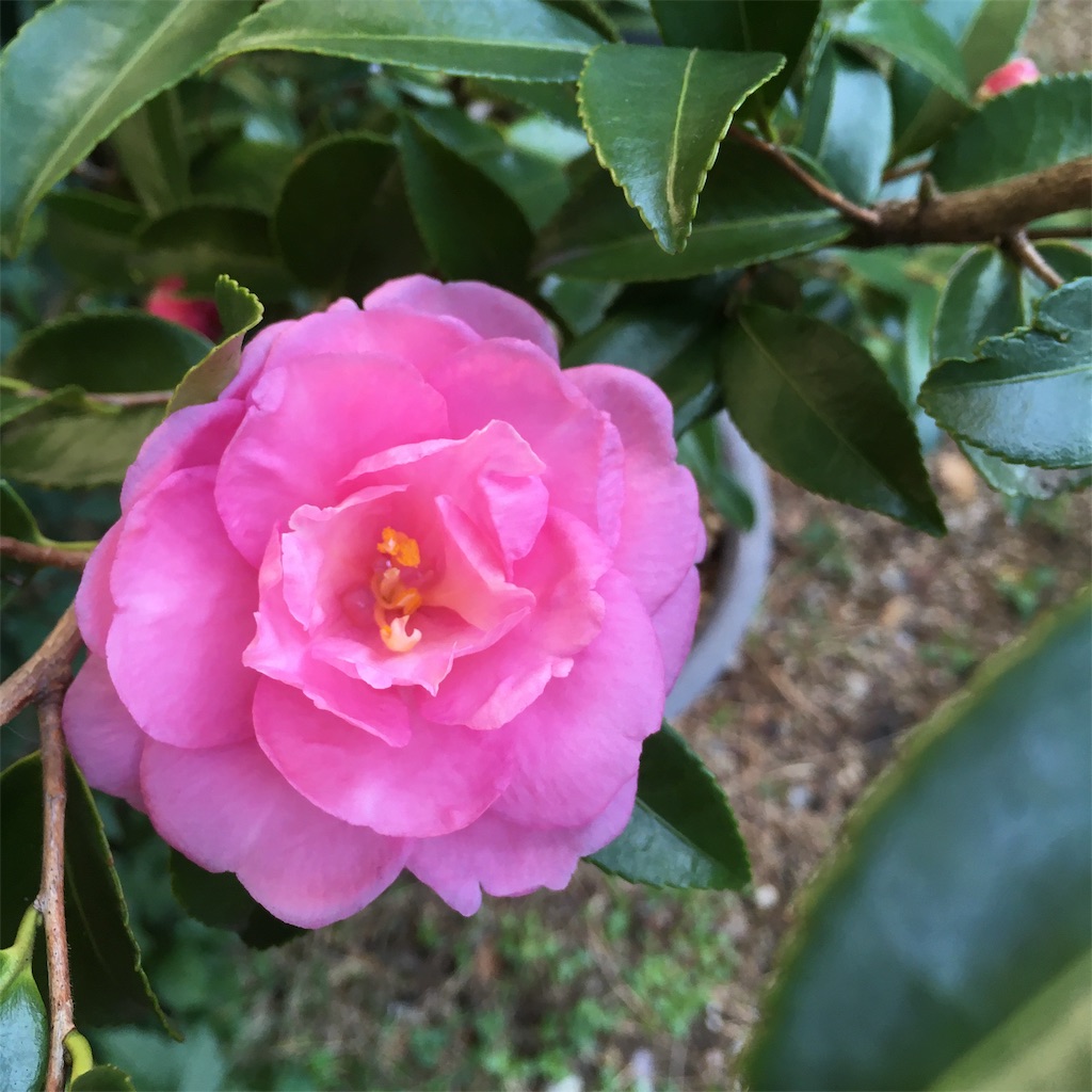 f:id:rotling:20191106103041j:image