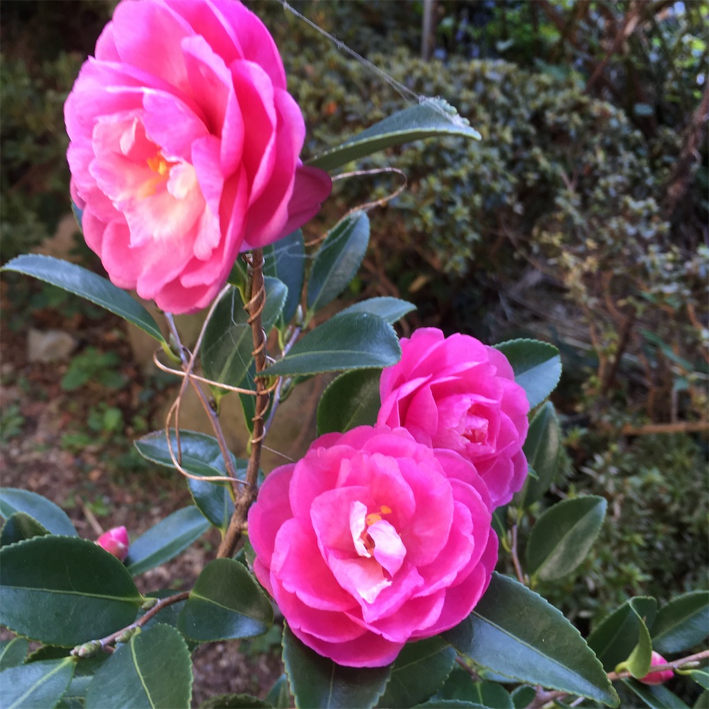 f:id:rotling:20191106103045j:image