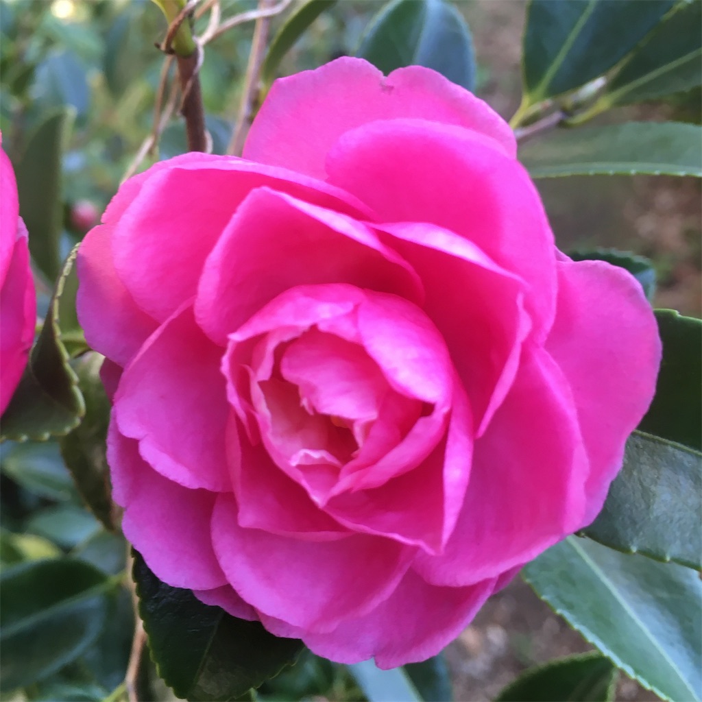 f:id:rotling:20191106103047j:image