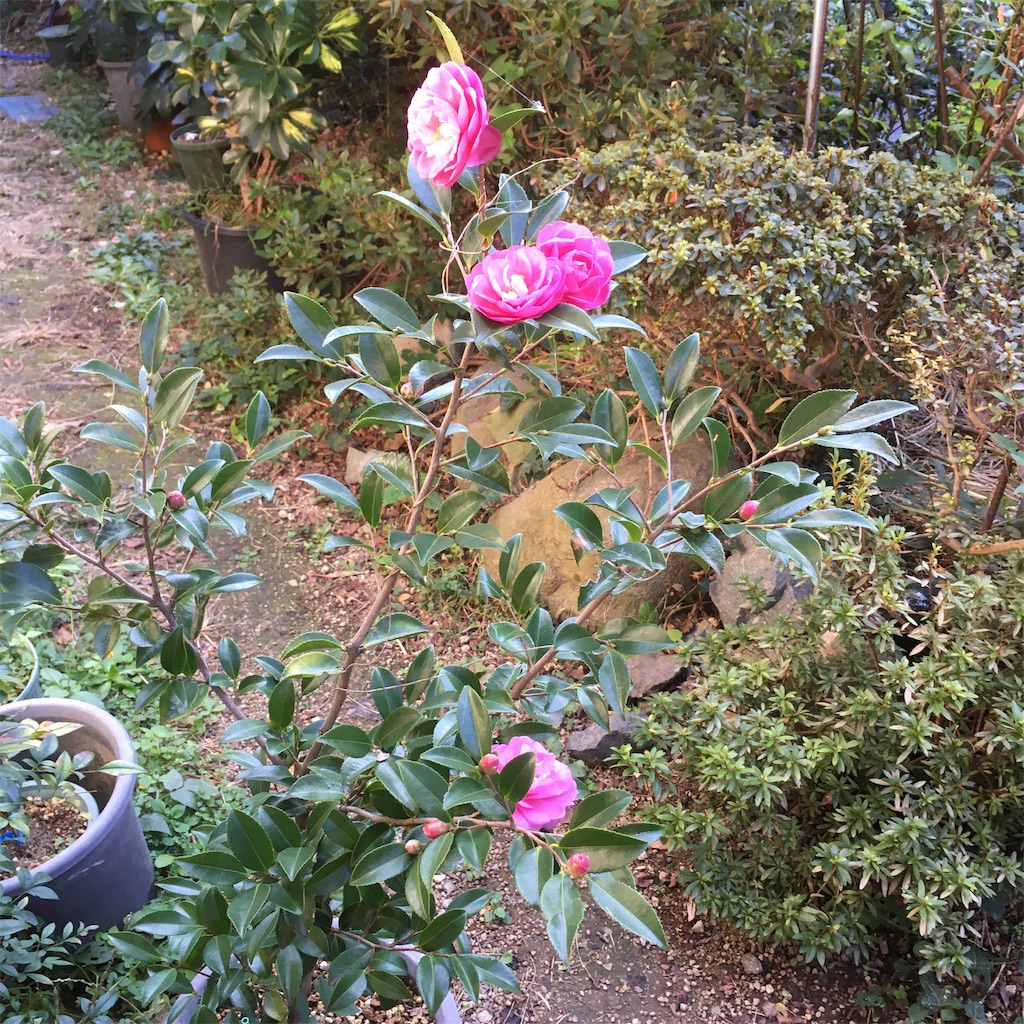 f:id:rotling:20191106103052j:image