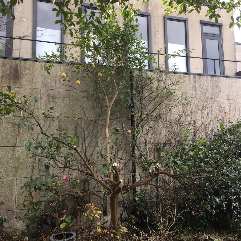 レモンの剪定 お庭番 走る