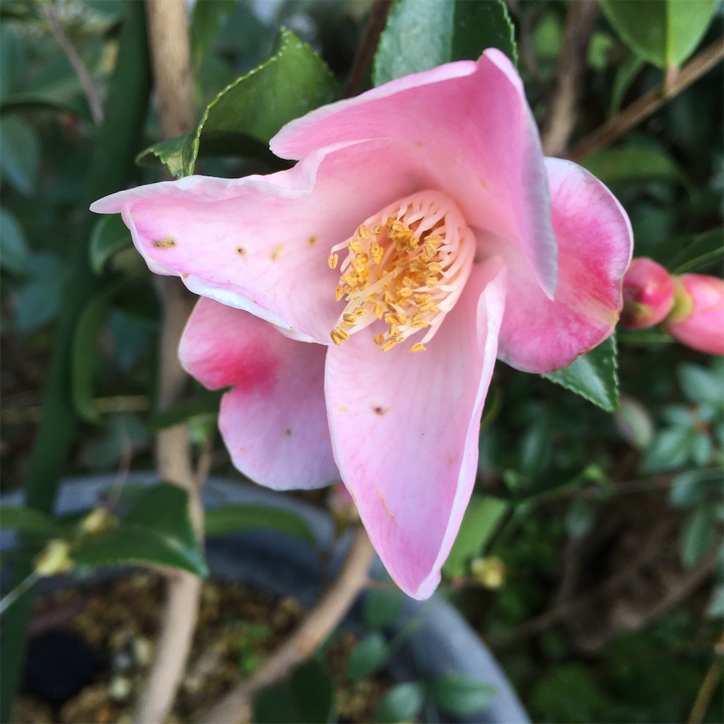 f:id:rotling:20200224093145j:image