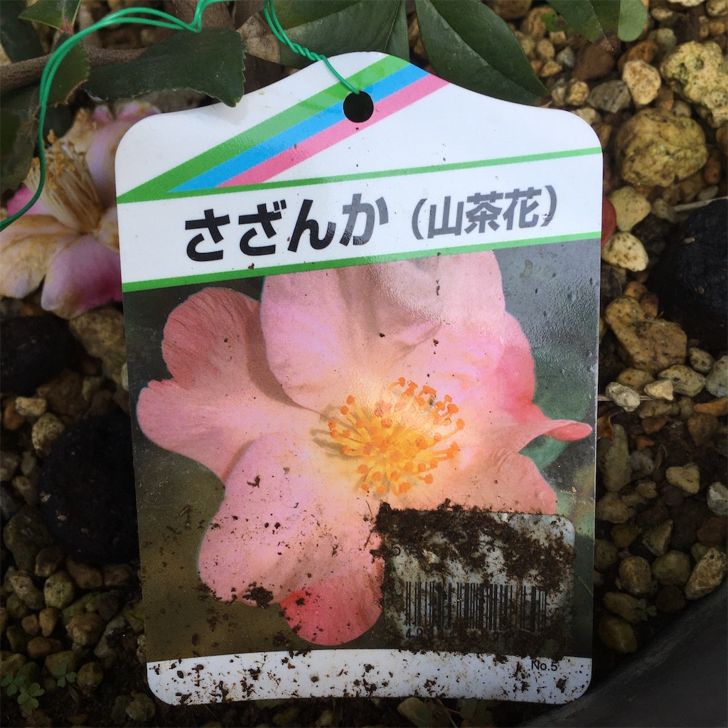 f:id:rotling:20200224093149j:image