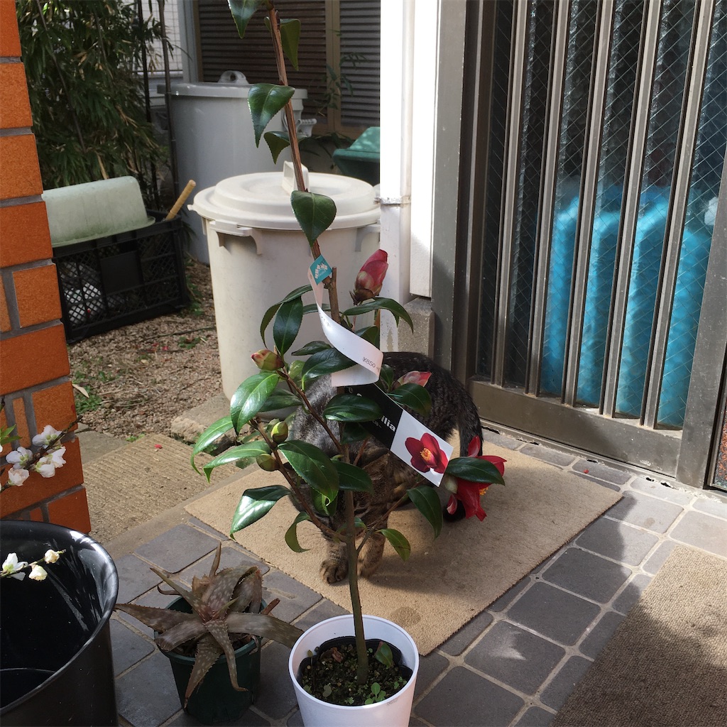 f:id:rotling:20200227163209j:image