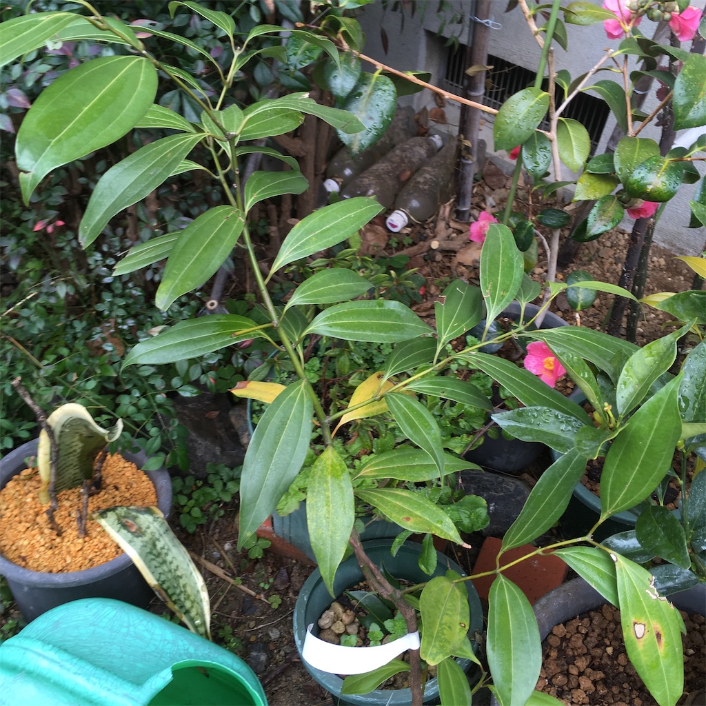 f:id:rotling:20200301090143j:image