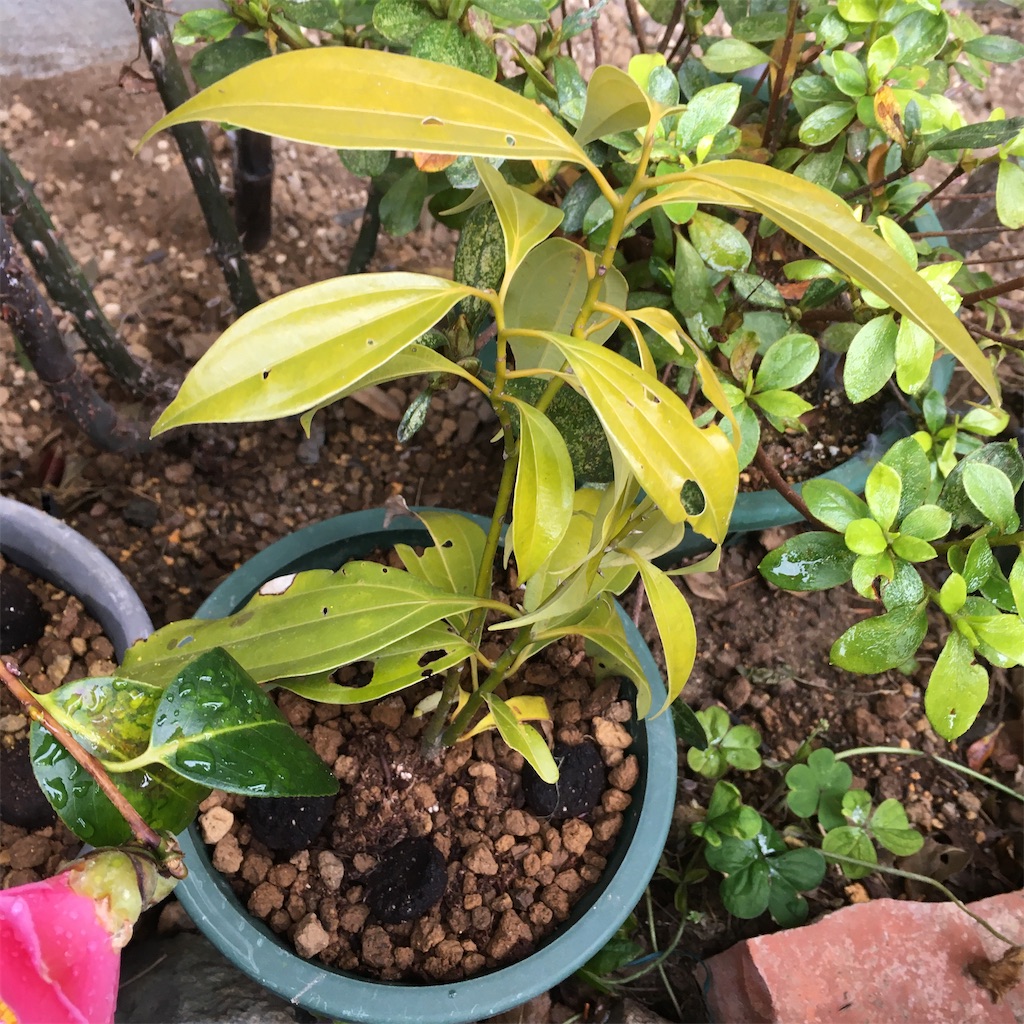 f:id:rotling:20200301090208j:image