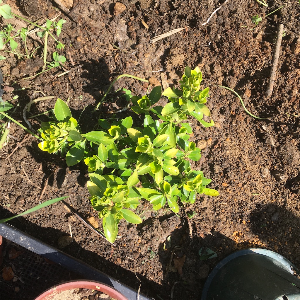 f:id:rotling:20200325120254j:image