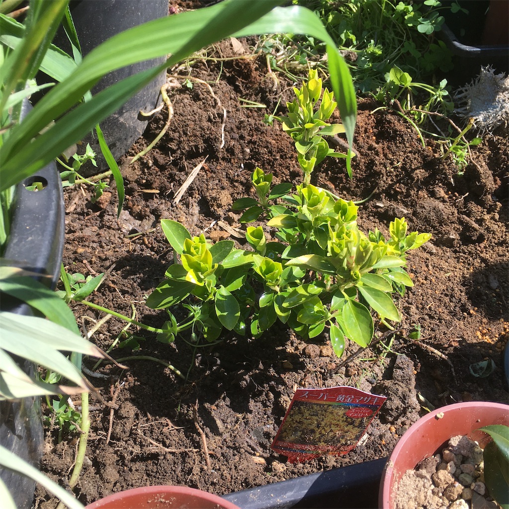 f:id:rotling:20200325120307j:image