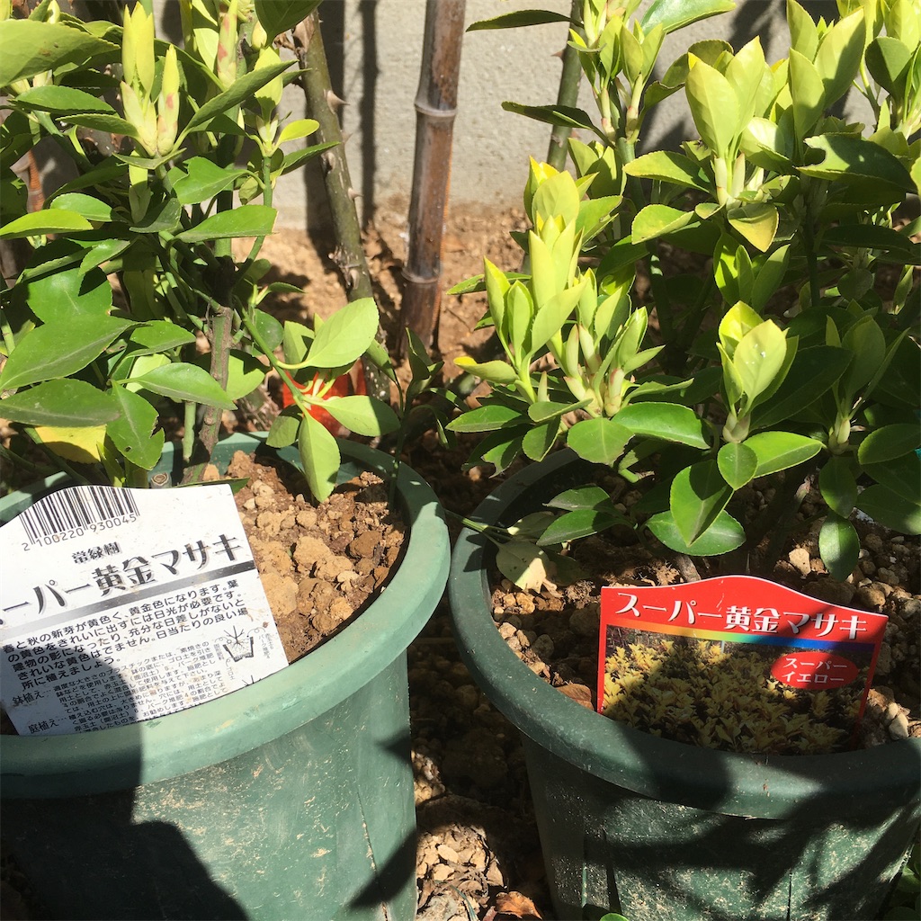 f:id:rotling:20200325120334j:image