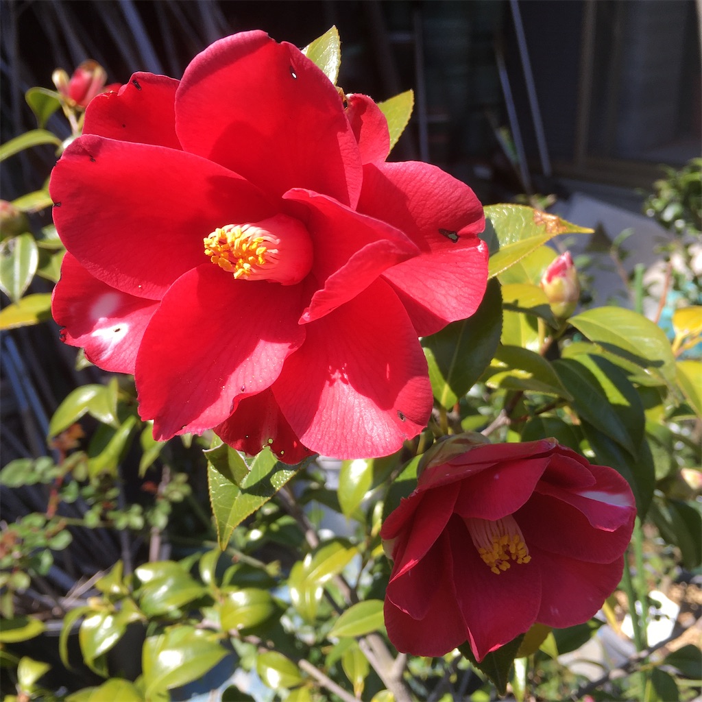 f:id:rotling:20200325132508j:image