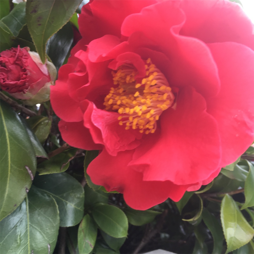 f:id:rotling:20200408220655j:image