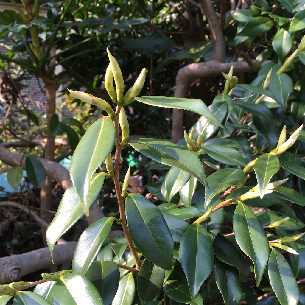 f:id:rotling:20200409095523j:image