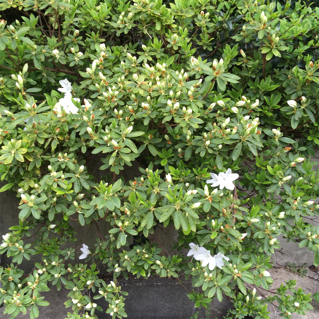 f:id:rotling:20200417132002j:image