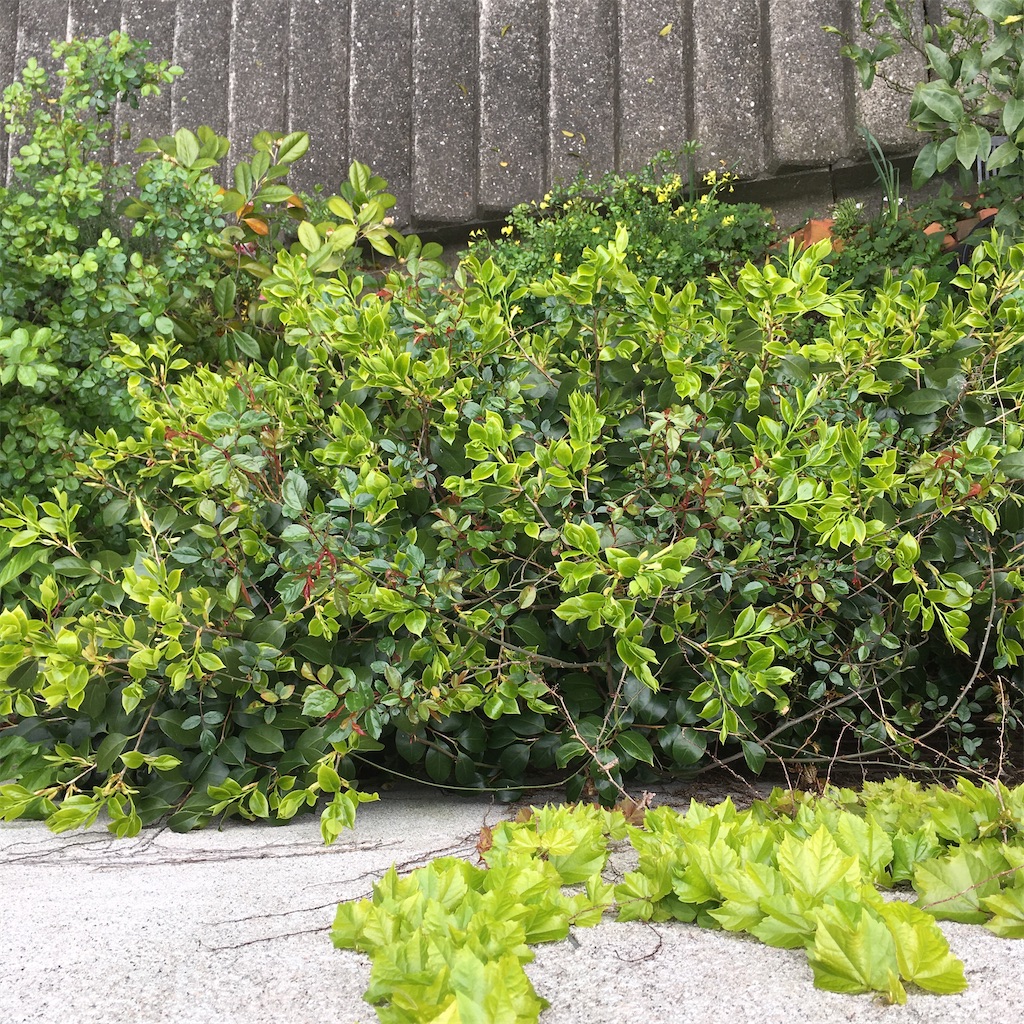 f:id:rotling:20200418104711j:image