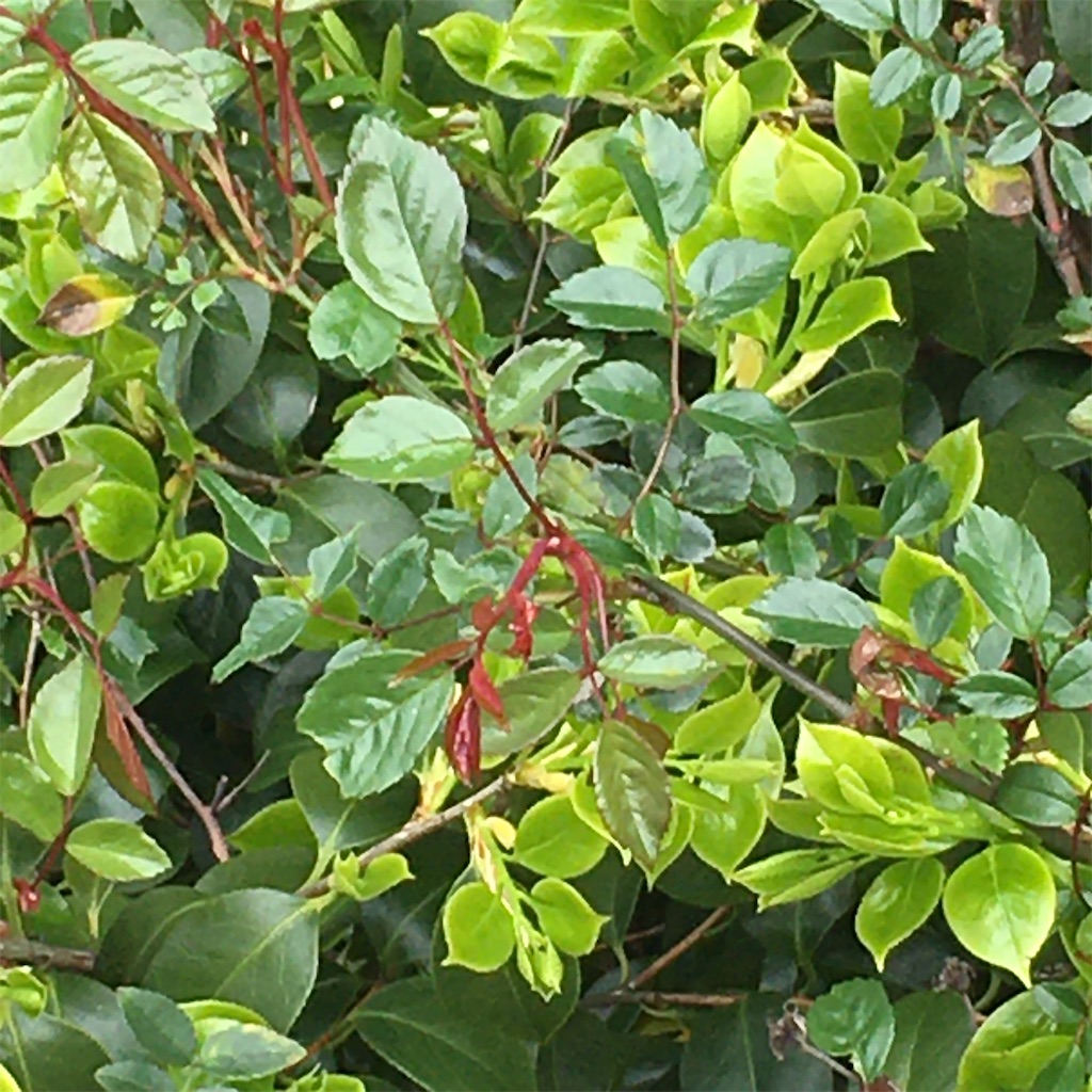 f:id:rotling:20200418104715j:image