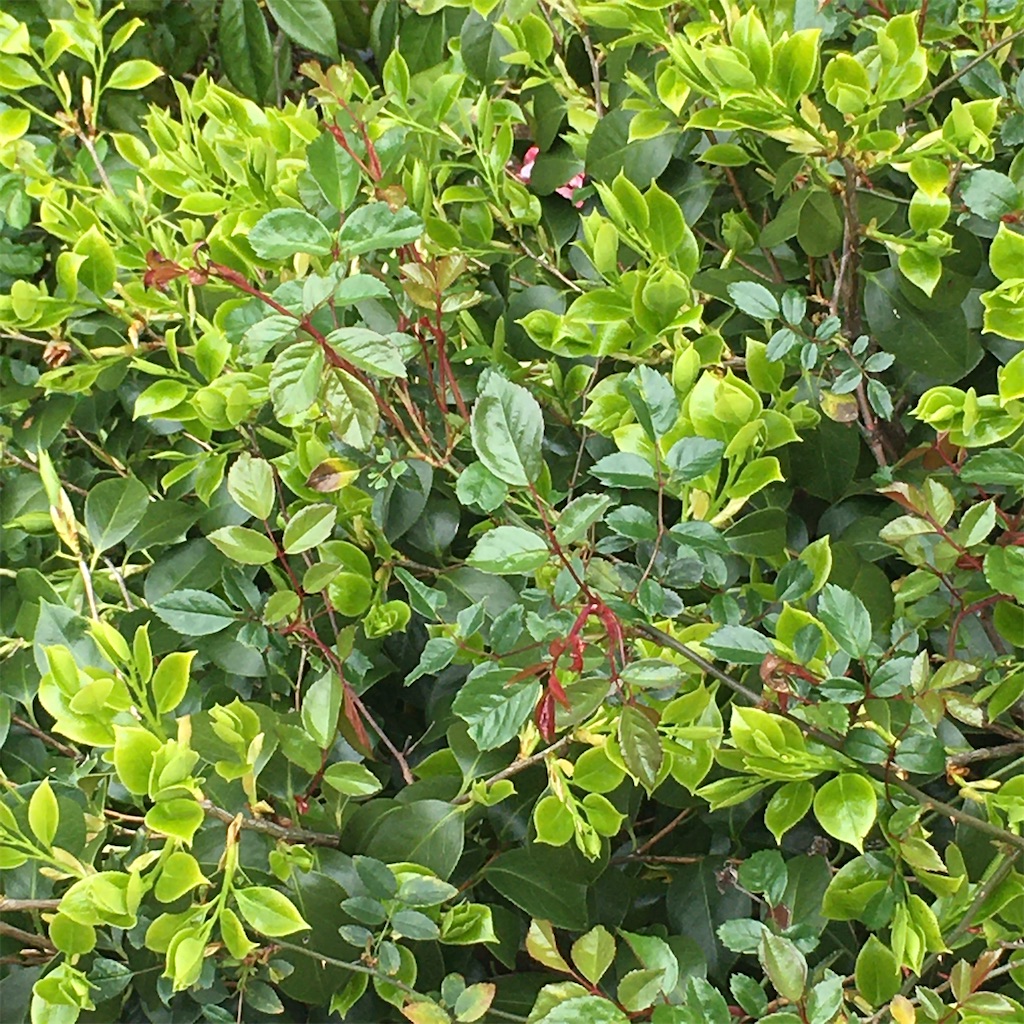 f:id:rotling:20200418104722j:image