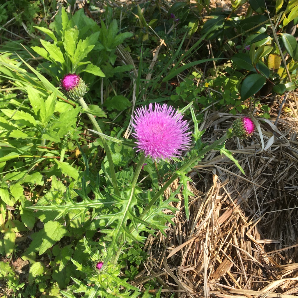 f:id:rotling:20200428102712j:image