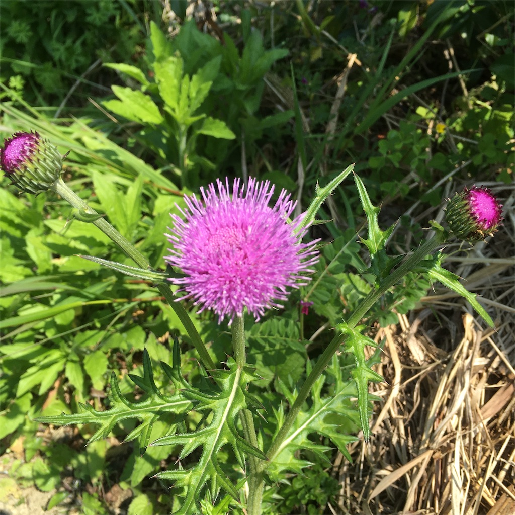 f:id:rotling:20200428102717j:image