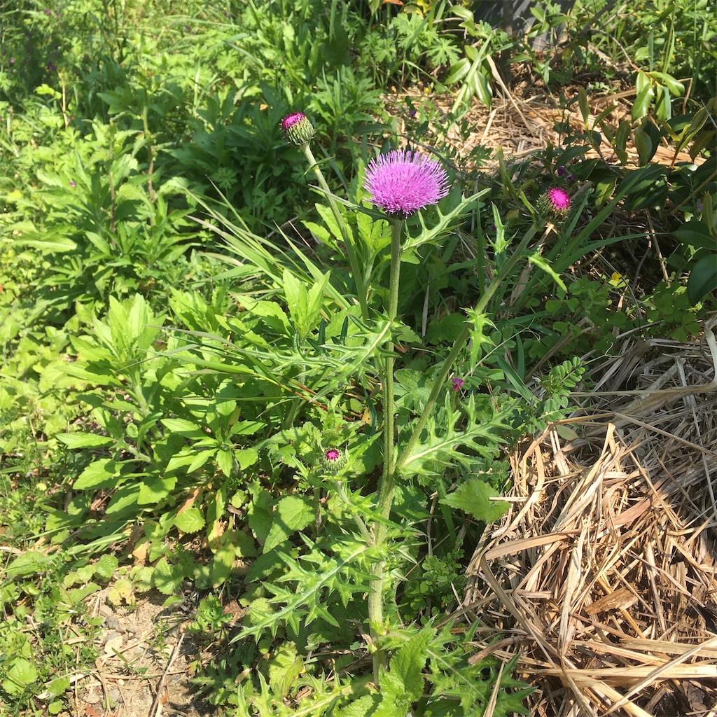 f:id:rotling:20200428102727j:image