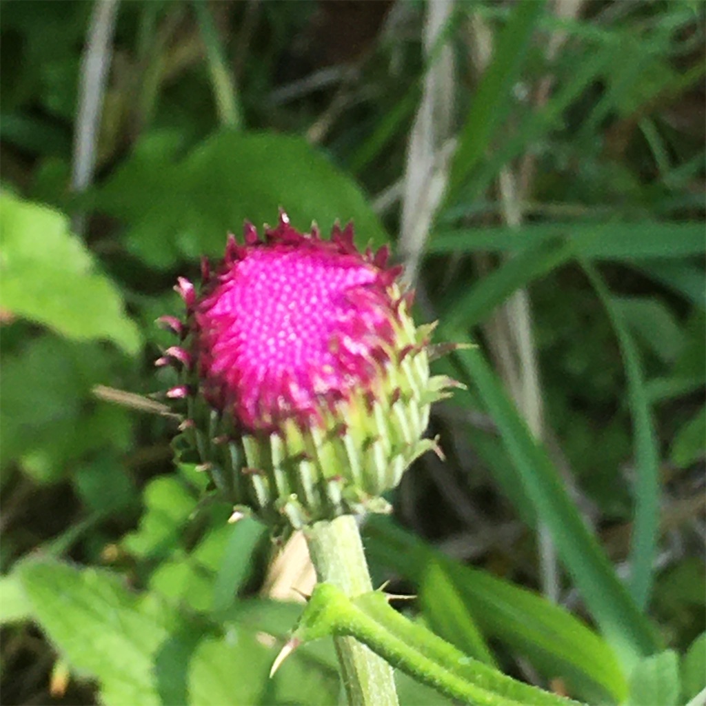 f:id:rotling:20200428102731j:image