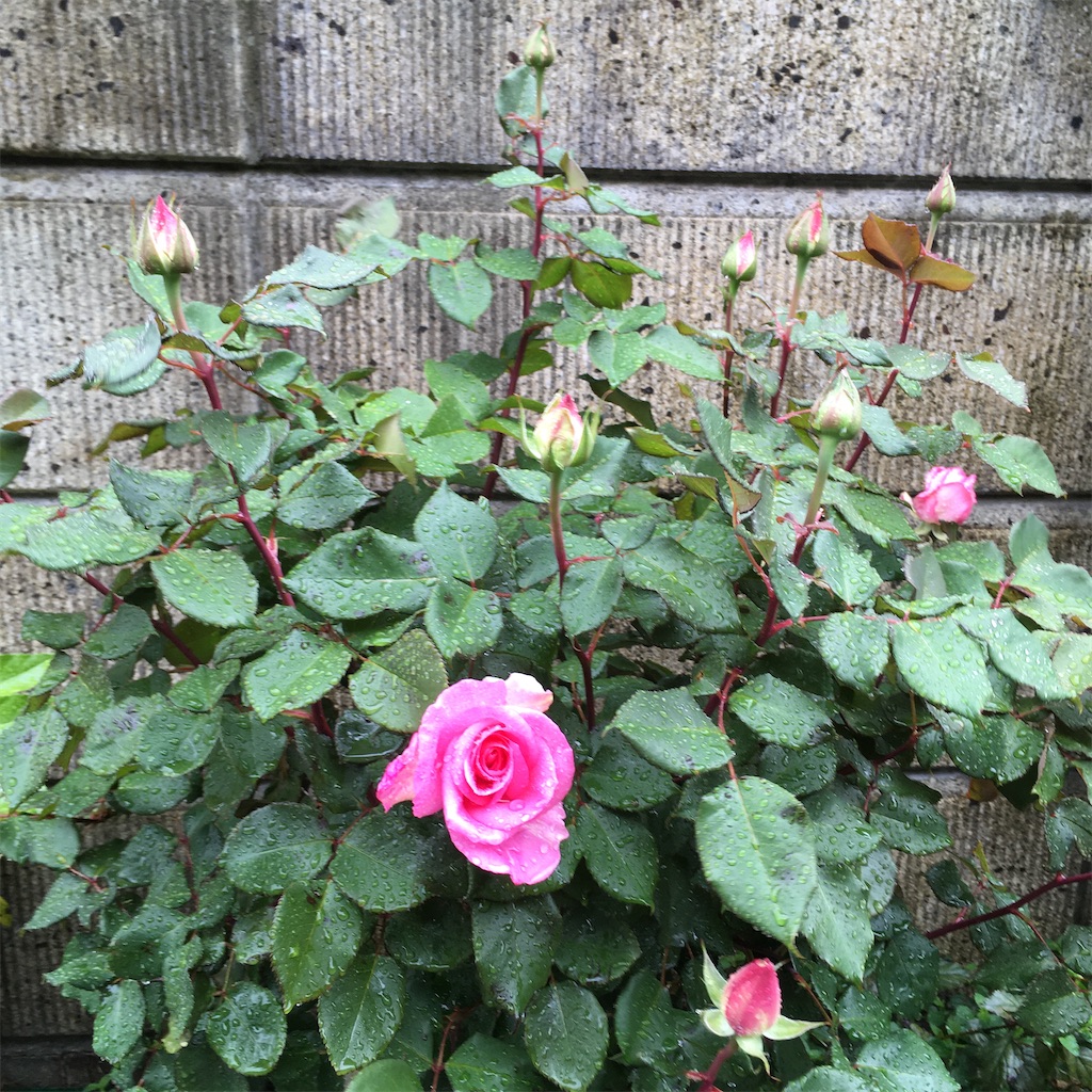 f:id:rotling:20200503115314j:image