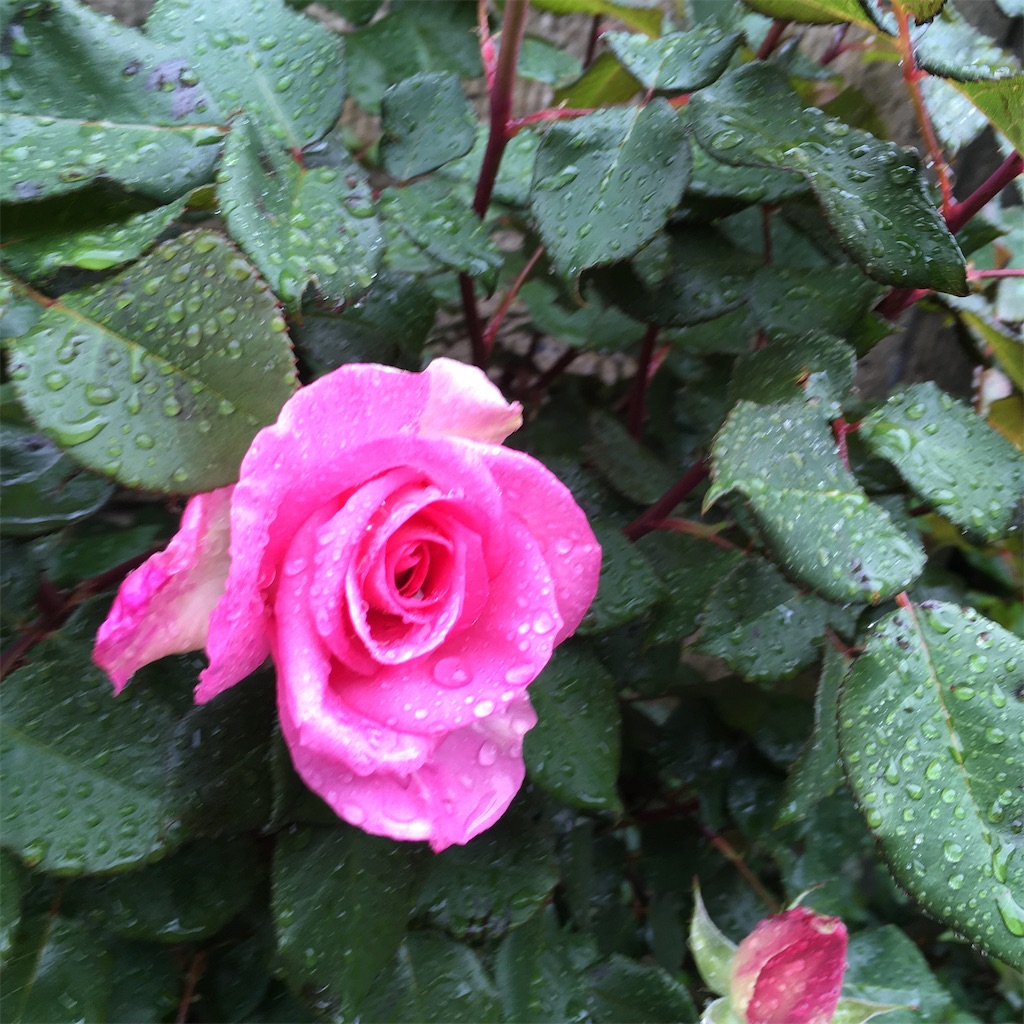 f:id:rotling:20200503115318j:image