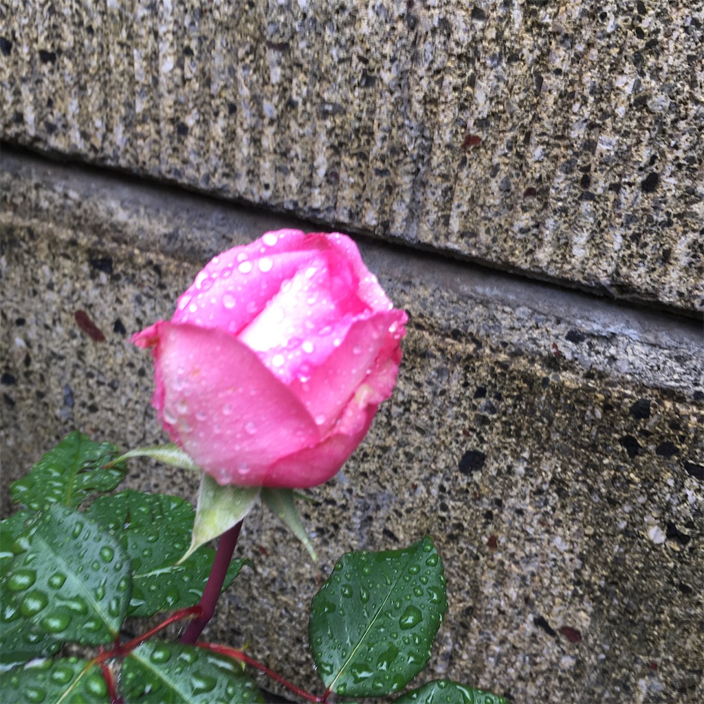 f:id:rotling:20200503115322j:image