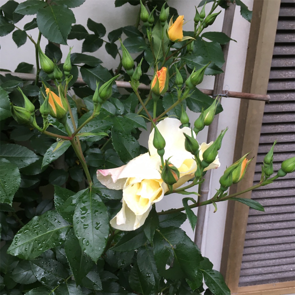 f:id:rotling:20200504075024j:image