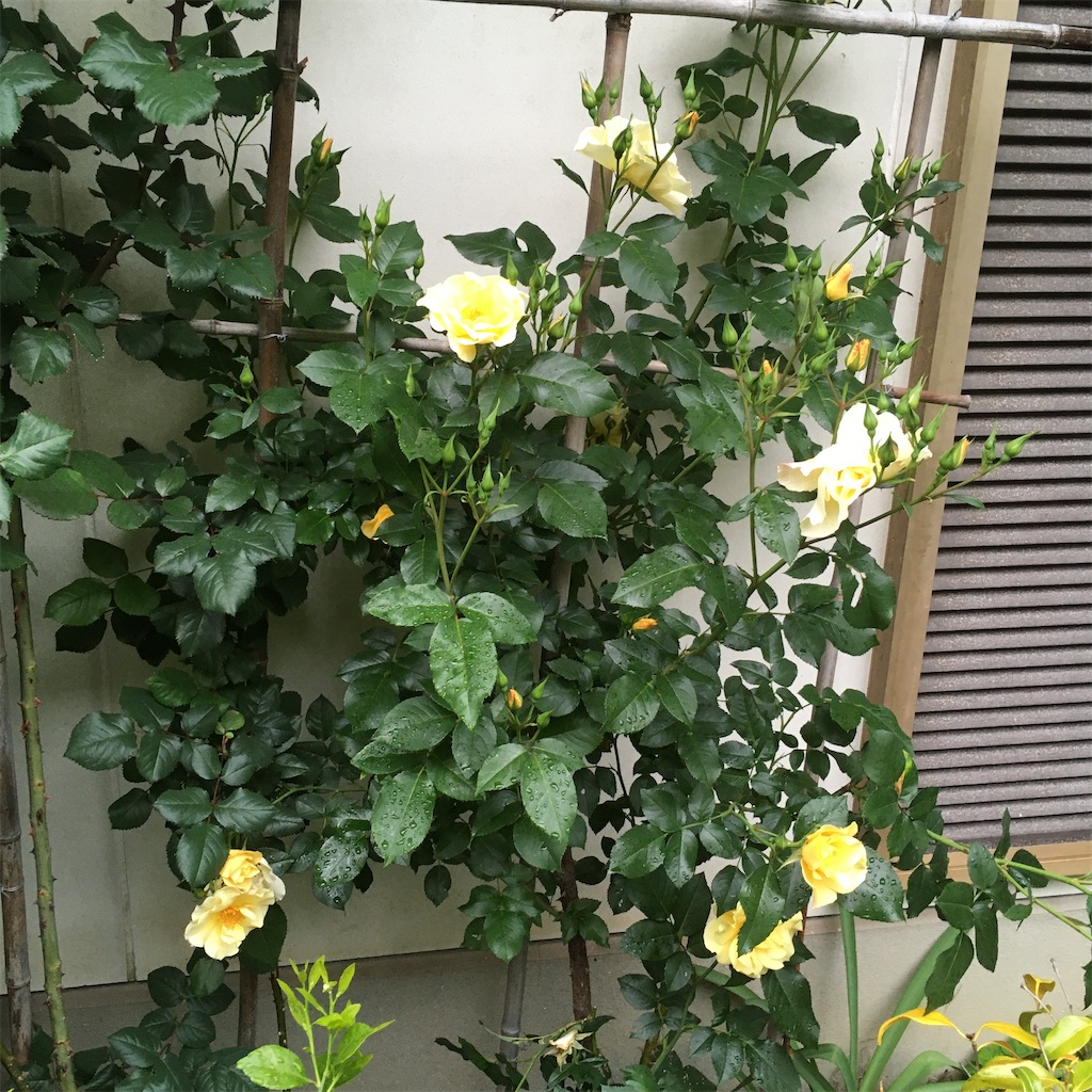 f:id:rotling:20200504075027j:image