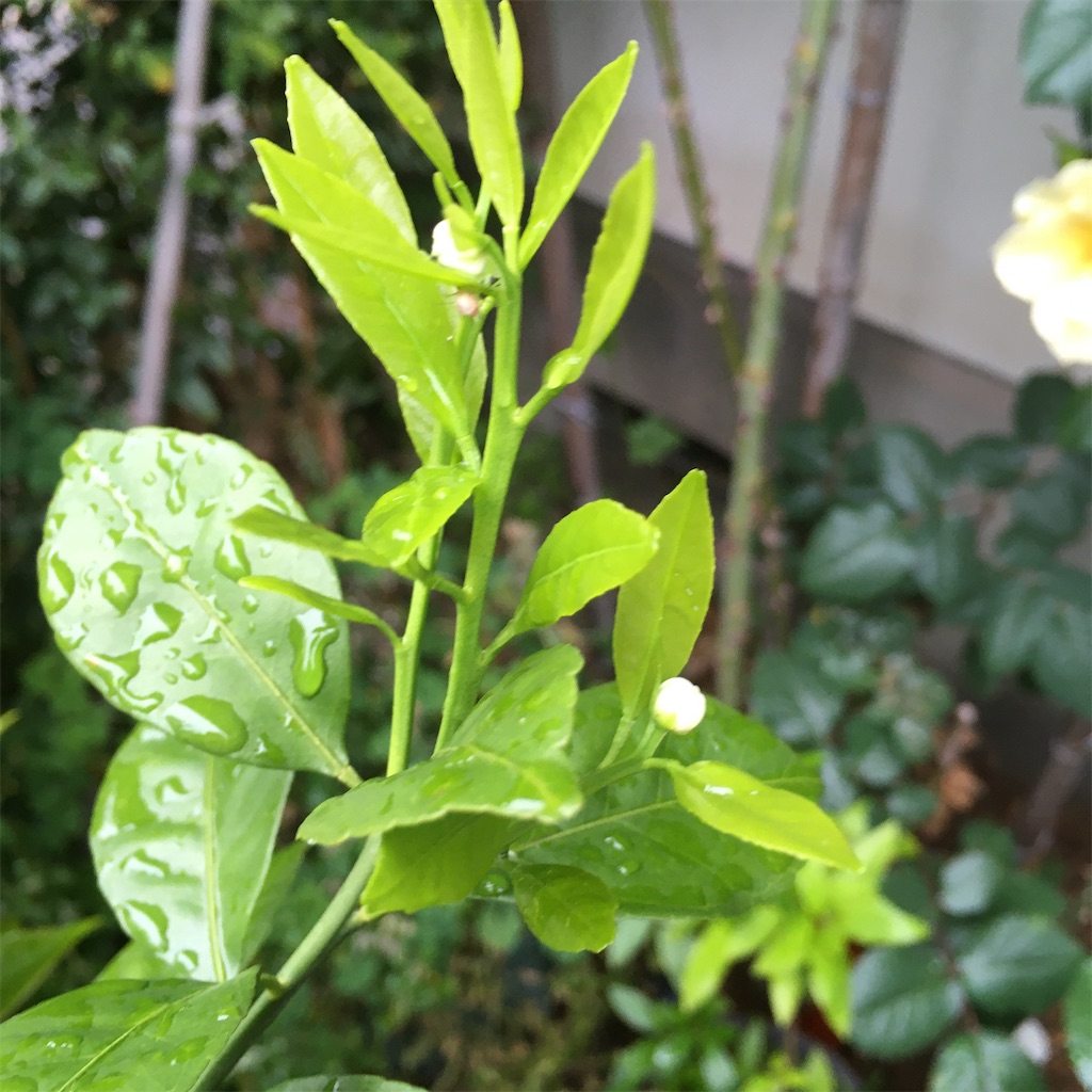f:id:rotling:20200504083921j:image