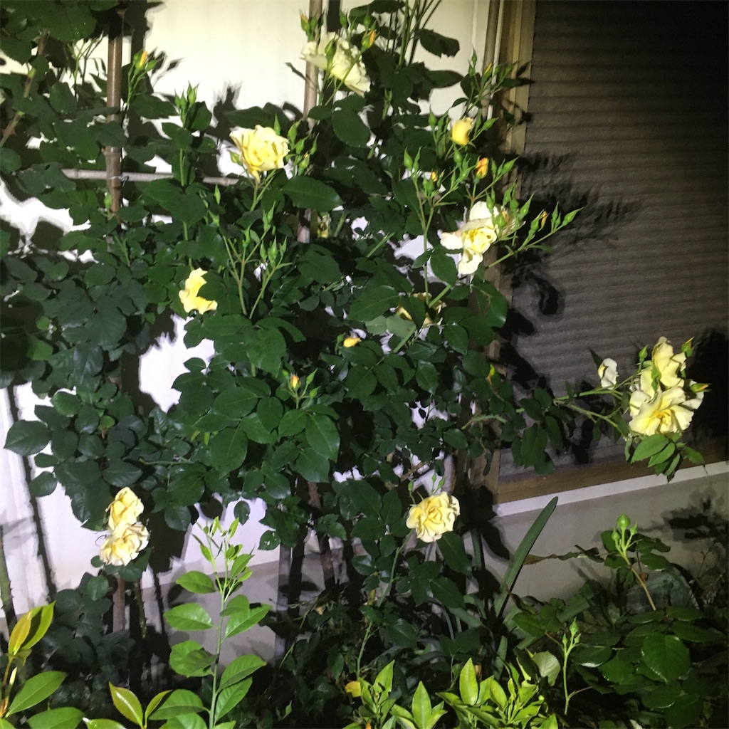 f:id:rotling:20200504210522j:image